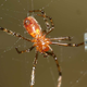 Primer plano de una pequeña araña colgando de su tela.